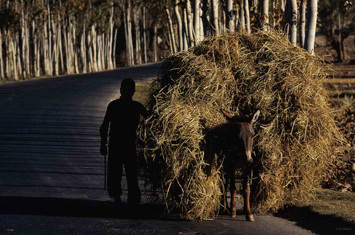 Boy with Donkey and Load of Hay on Forest Road, Iran