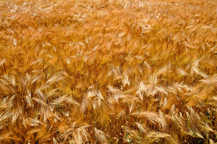 Wheat, Vicenza