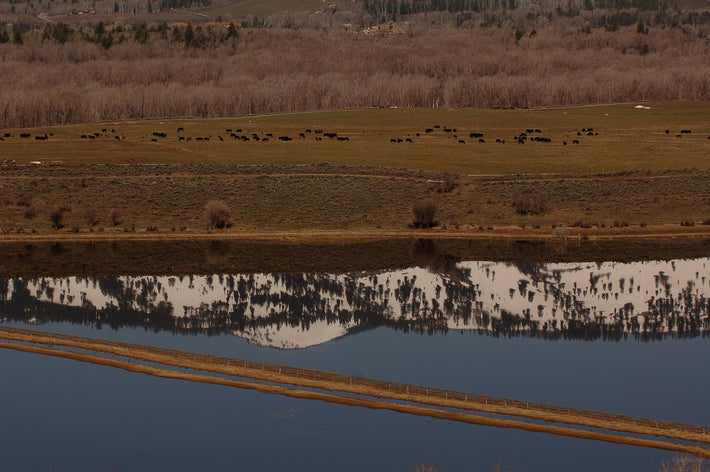 Lake Trees, Wyoming