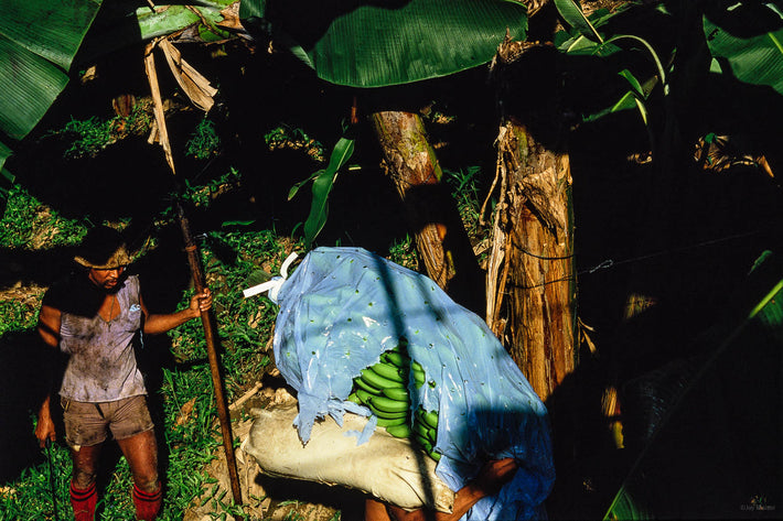 Picking Bananas, Costa Rica