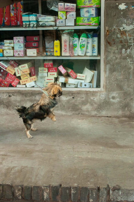 Dog with Both Legs Up, Pingyao