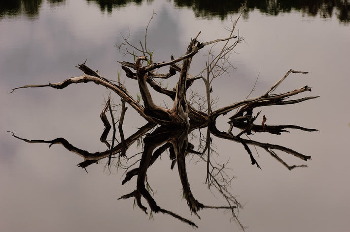 One Dead Tree, Reflection, Amazon, Brazil