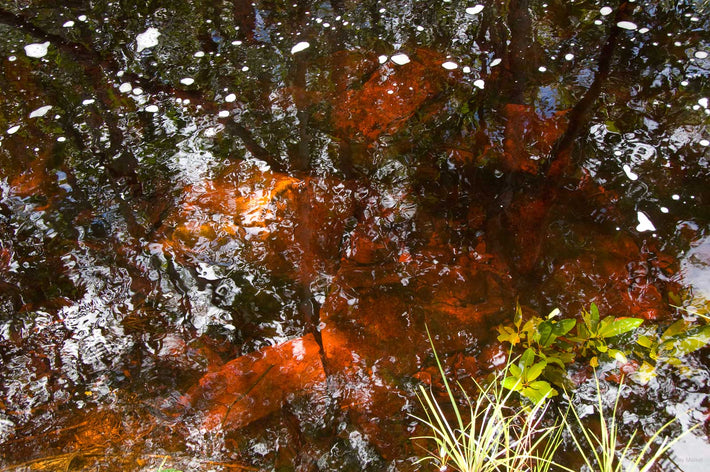 Water, Red and Green, Amazon, Brazil