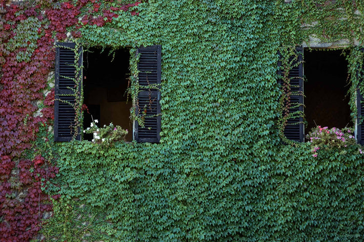 Ivey Wall with Two Windows, Vicenza