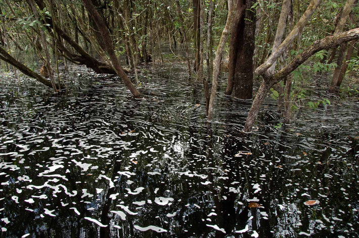 Trees and Foam, Amazon, Brazil