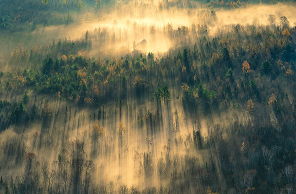 Trees, Maine