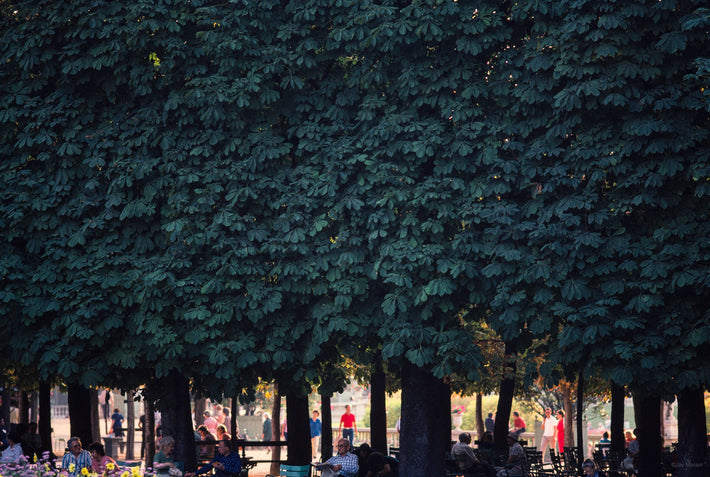 Trees in Park, Paris