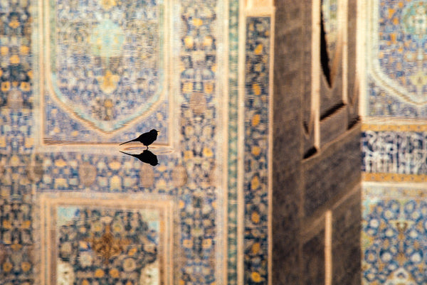 Bird, Iran