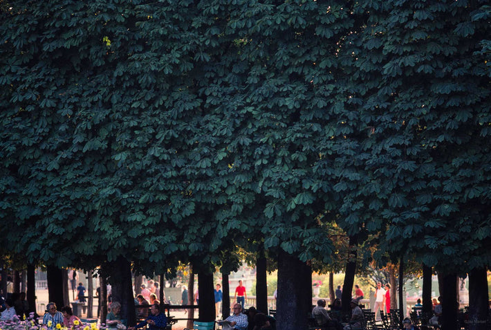 Park, Trees and People, Paris