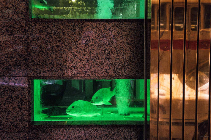 Green Fish Tank in Wall, Hong Kong
