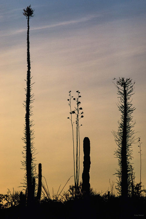 Boojum Silhouetted, Baja