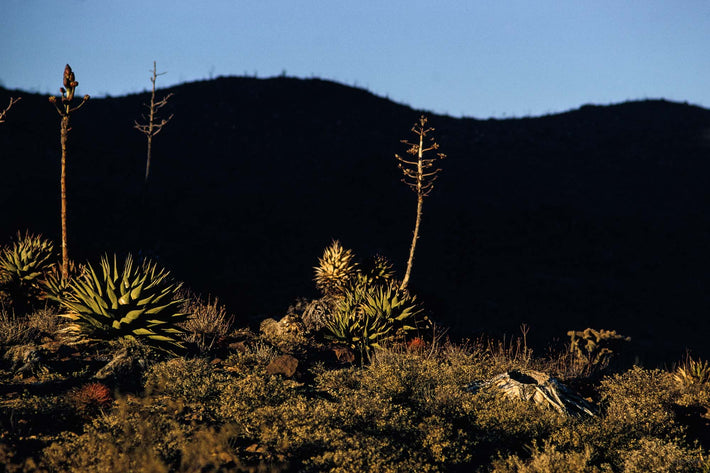 Agave Against Black, Baja