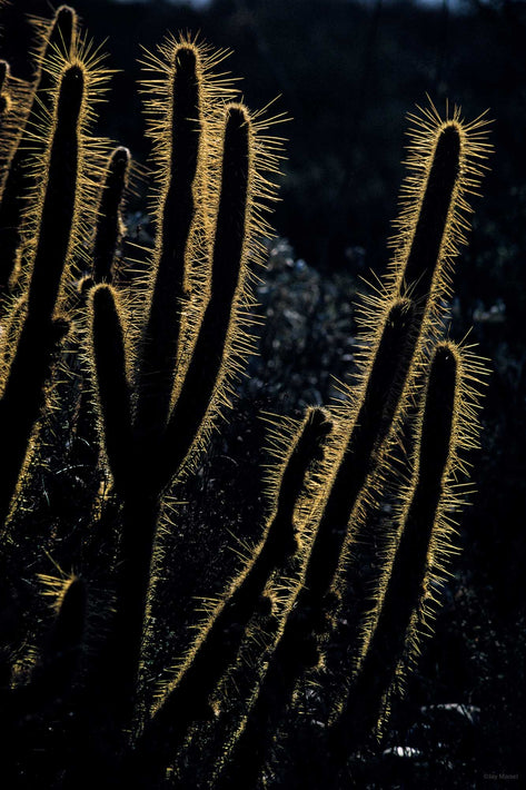 Backlit Needles on Cactus, Baja