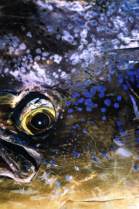 Eye of Fish, Baja