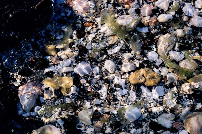 Detail of Rocks Under Water, Baja