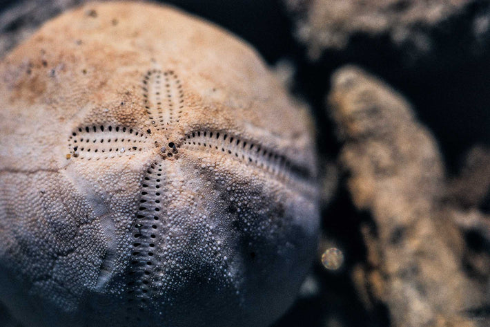 Sea Urchin Close Up, Baja