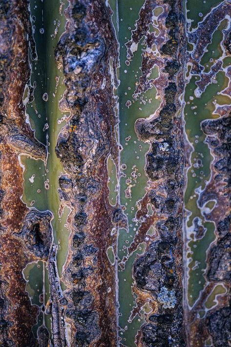 Varicolored Cactus Petal, Baja