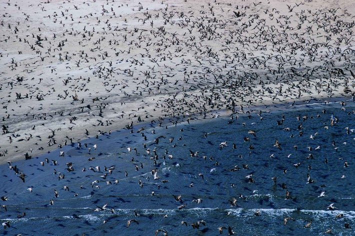 Aerial of Birds and Shadows, Baja