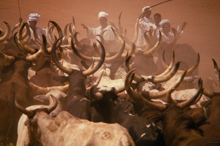 Sudanese Cattle, Khartoum