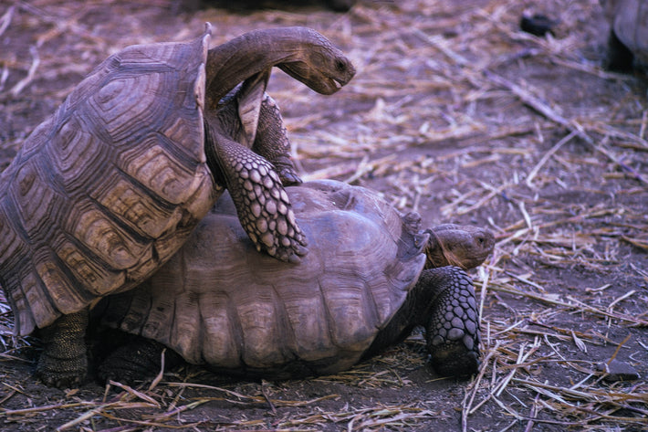 Turtles Making Love, Khartoum